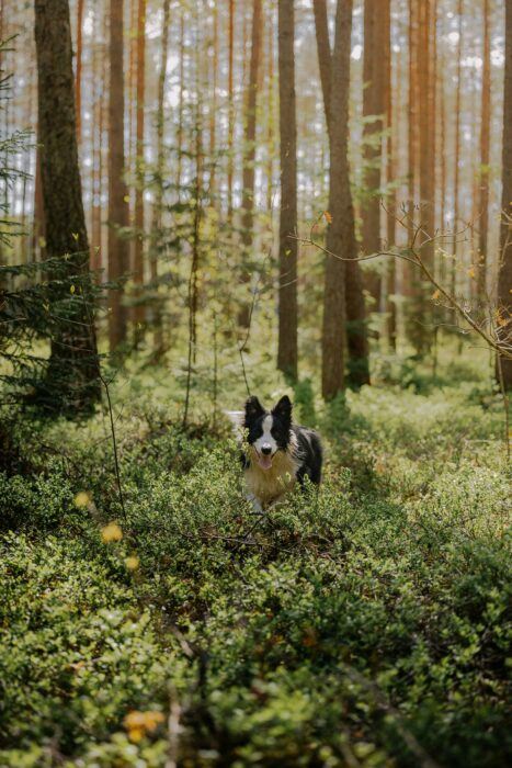 nature et fôret chien dans le domaine du Bonsoy