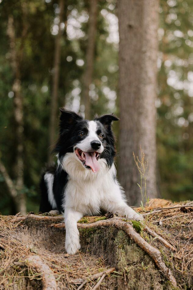 chien en laisse domaine du Bonsoy