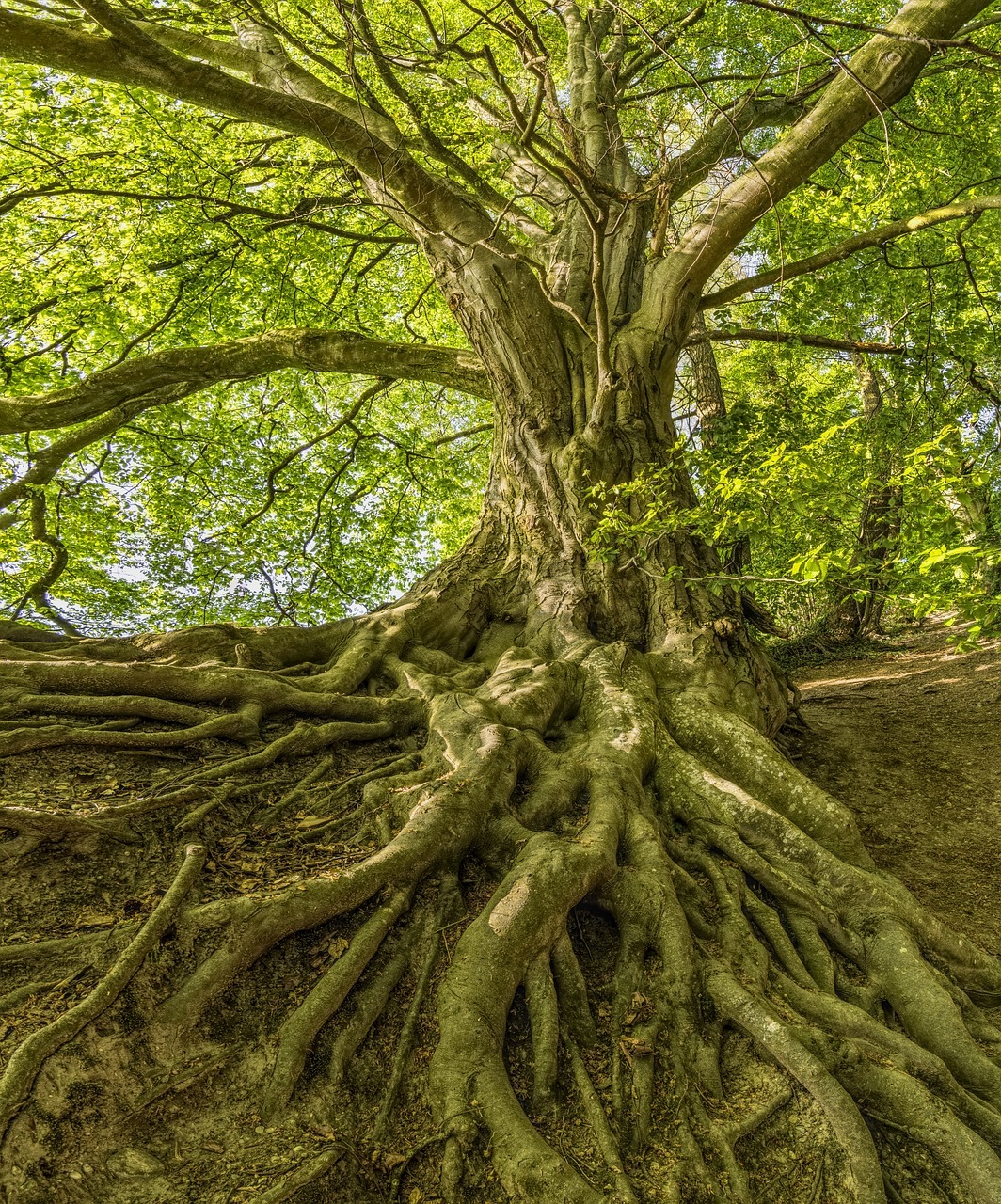 arbre remarquable au Bonsoy